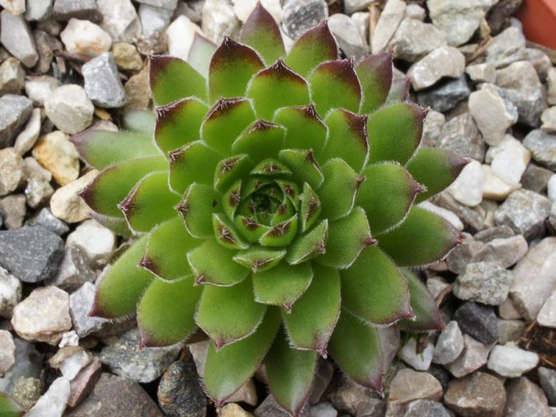 rupicolum from Padon