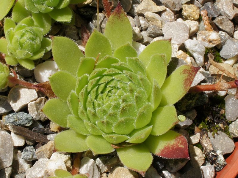 rupicolum from Padon