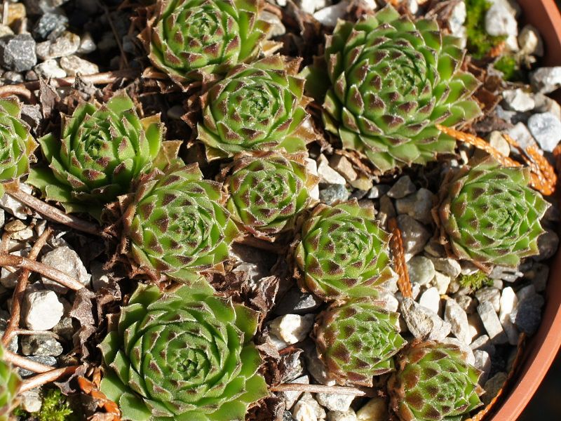 rupicolum from Padon
