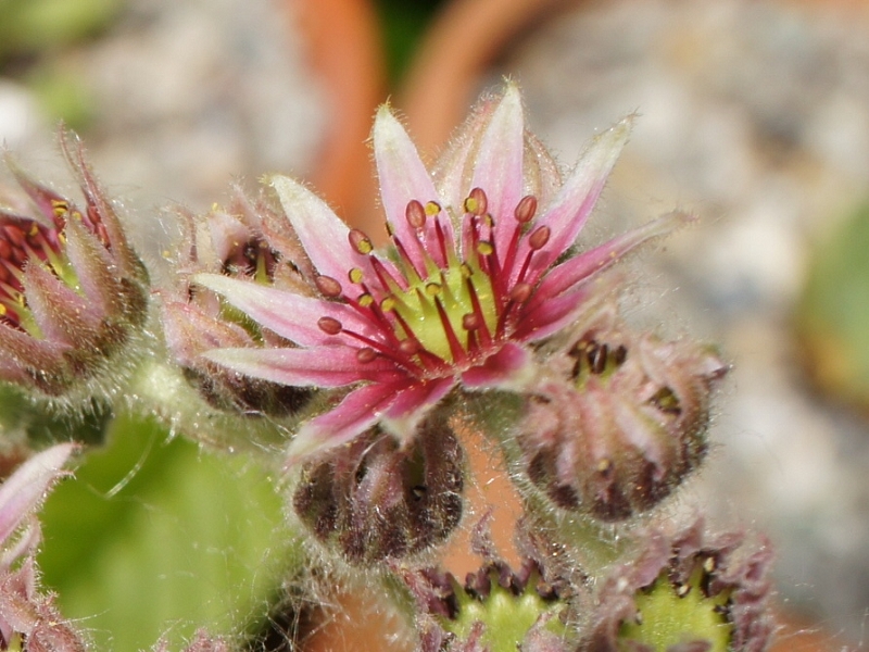 rupicolum from Padon