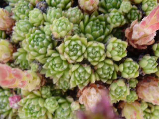 rupicolum