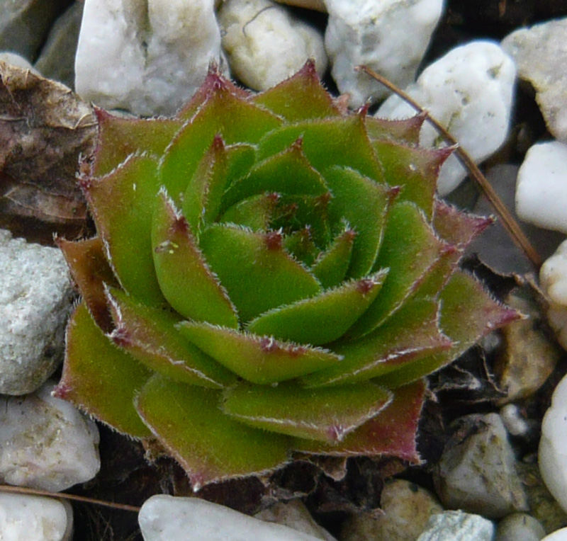 rupicolum