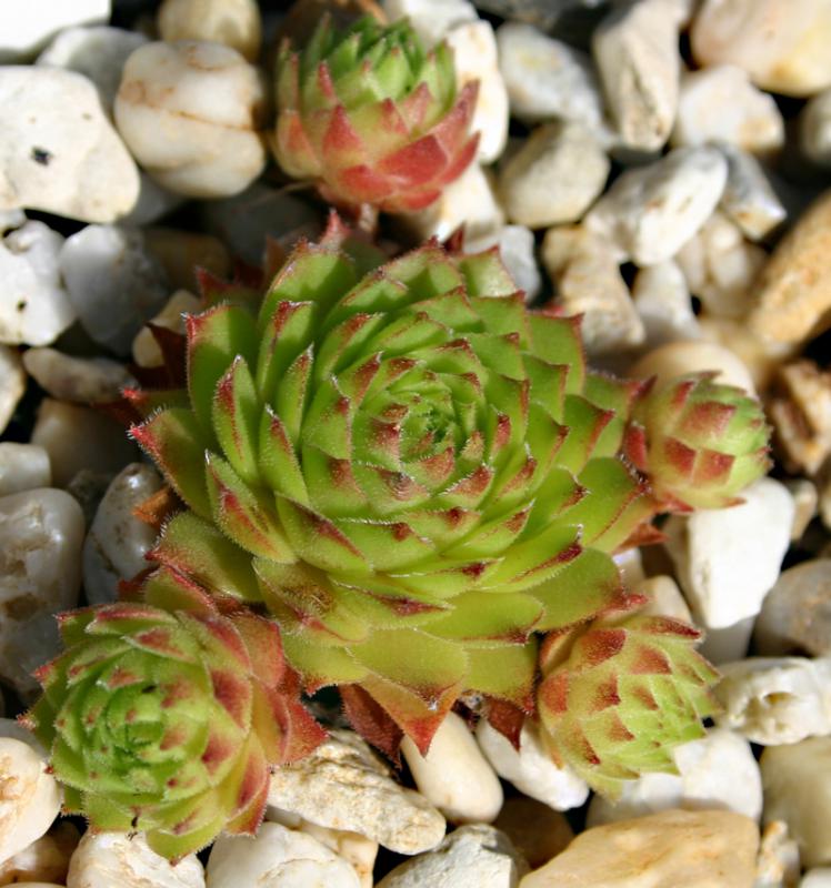 rupicolum