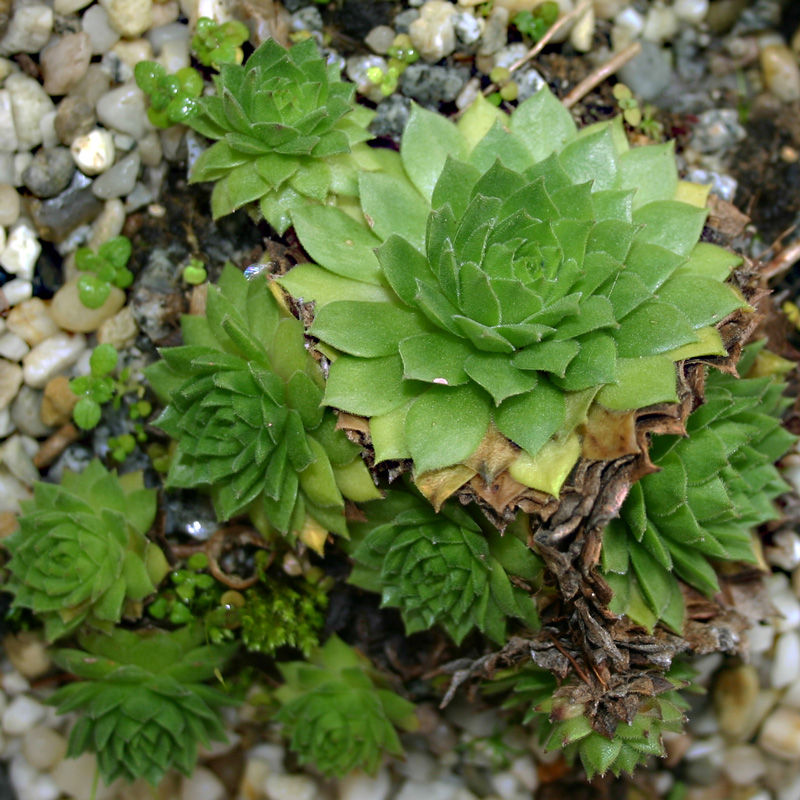 rupicolum