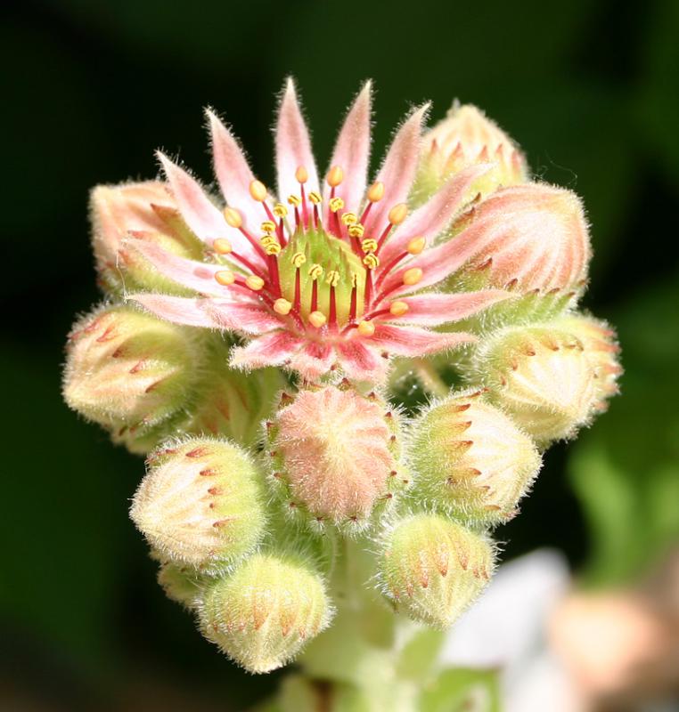 rupicolum