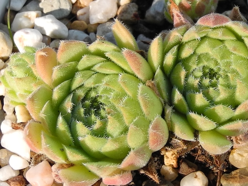 ruthenicum from Ajtos