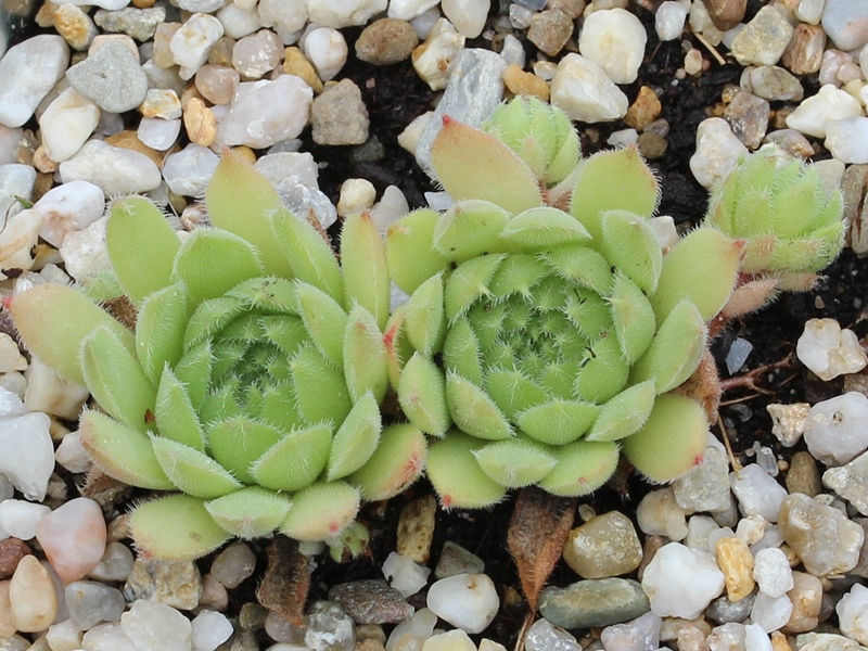 ruthenicum from Ajtos