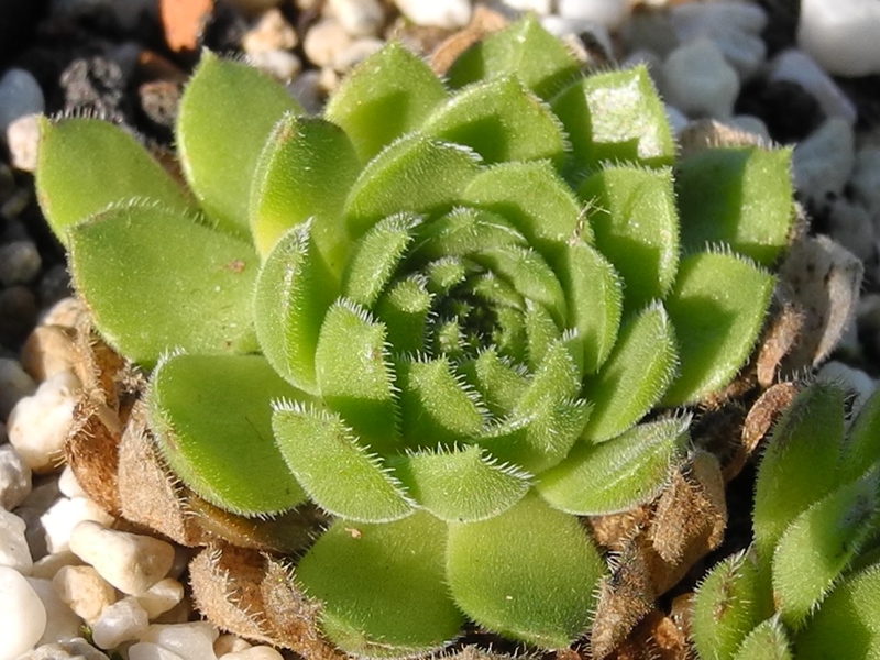 ruthenicum from Dolni Pasarel