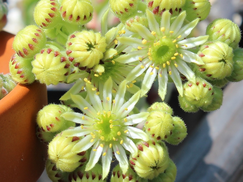 ruthenicum from Dolni Pasarel