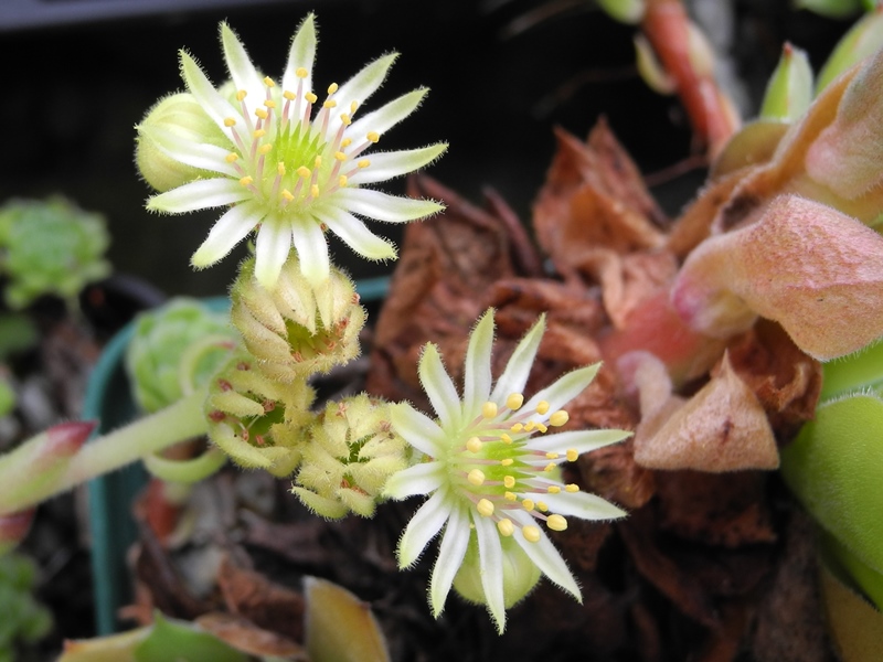 ruthenicum from Dolni Pasarel