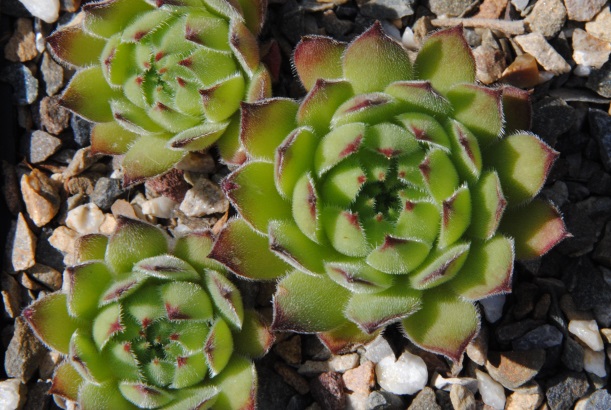 ruthenicum from Orheiul Vechi