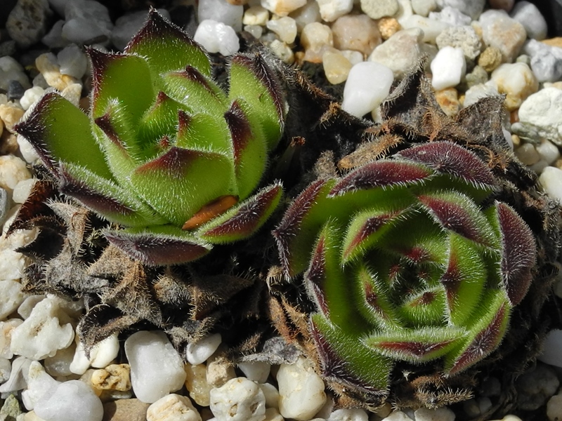 ruthenicum from Strandzha, Popovi Skali