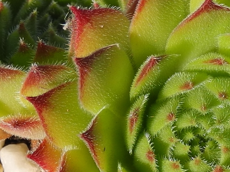 ruthenicum from Strandzha, Popovi Skali