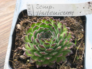 ruthenicum