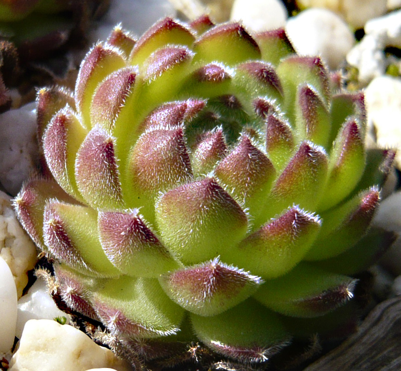 ruthenicum