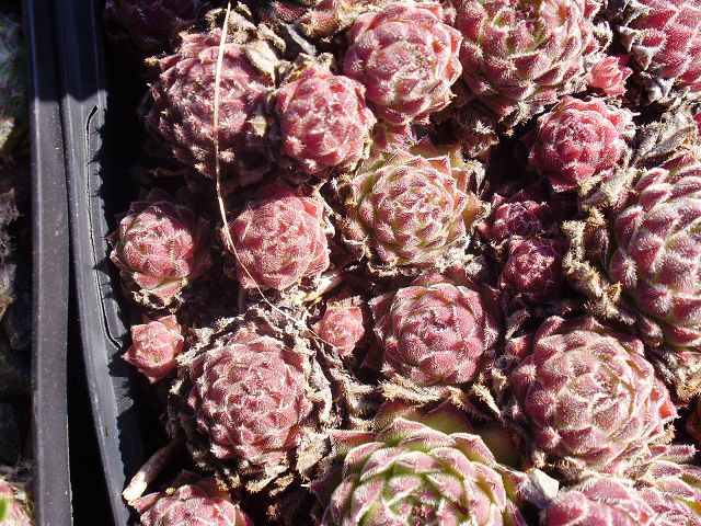 ruthenicum