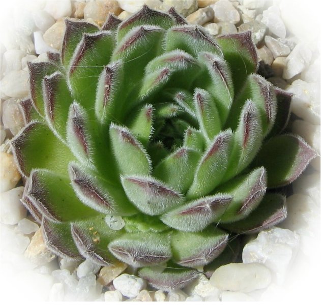 ruthenicum