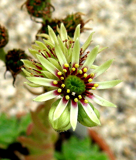 ruthenicum