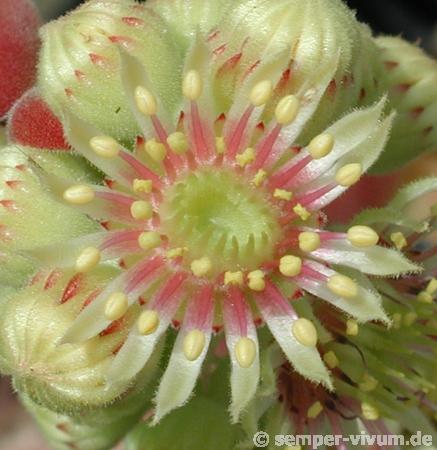 ruthenicum