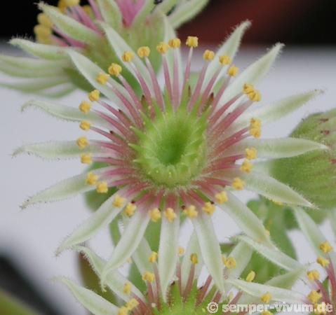 ruthenicum