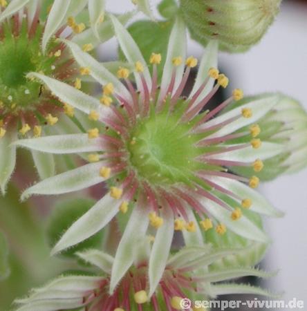 ruthenicum