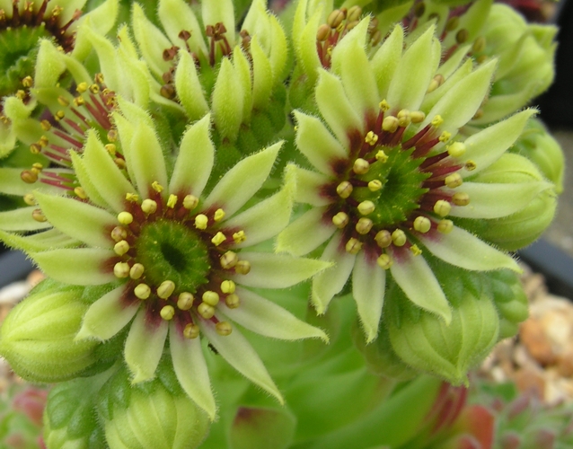 ruthenicum