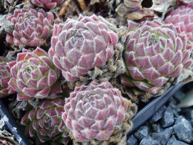 ruthenicum