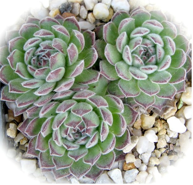 ruthenicum