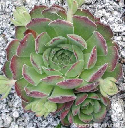 ruthenicum