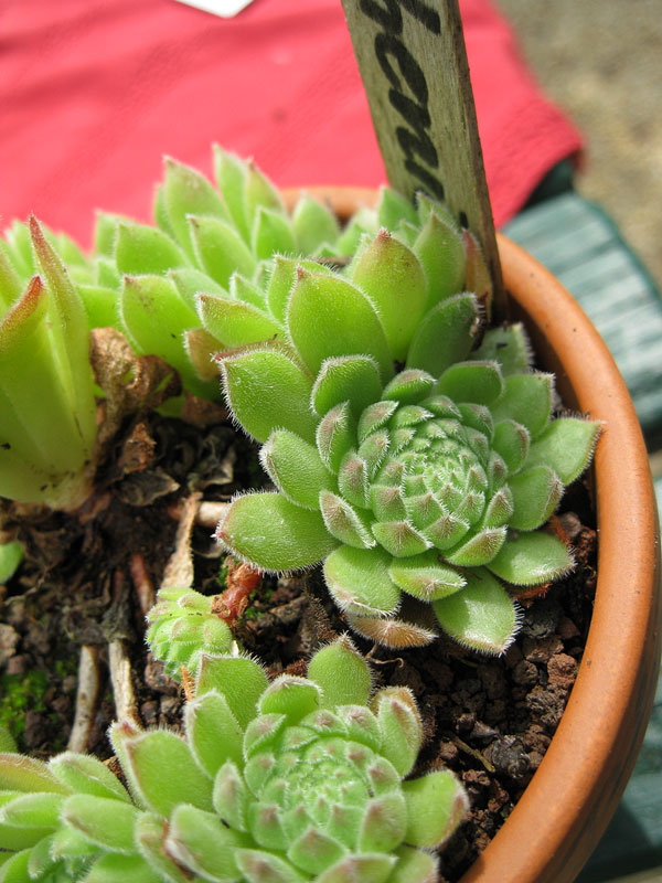 ruthenicum