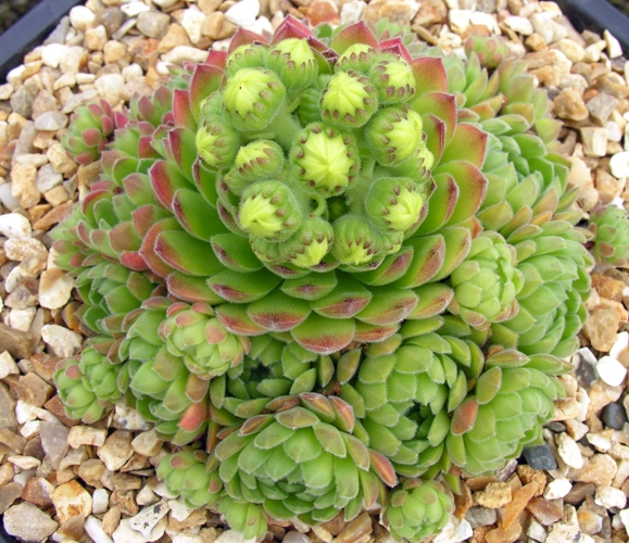ruthenicum