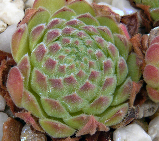ruthenicum