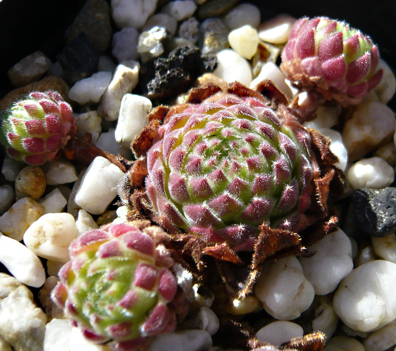 ruthenicum