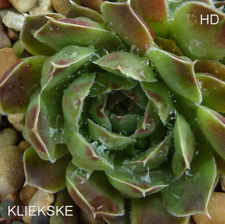 Kliekske / Jovi
