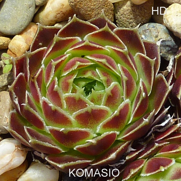 Komasio / Jovi