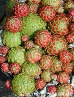 globiferum ssp. globiferum from St. Martin
