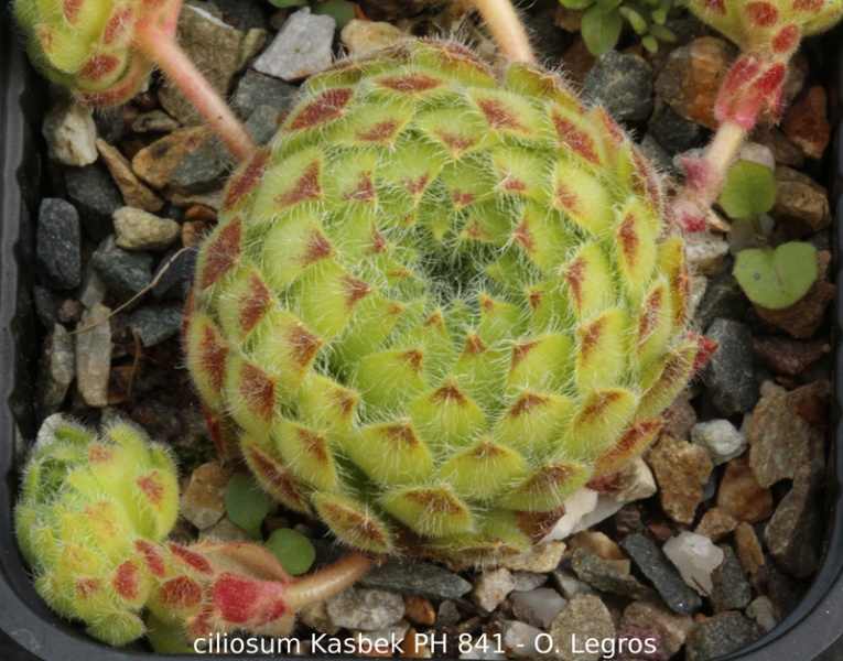 ciliosum from Kasbek