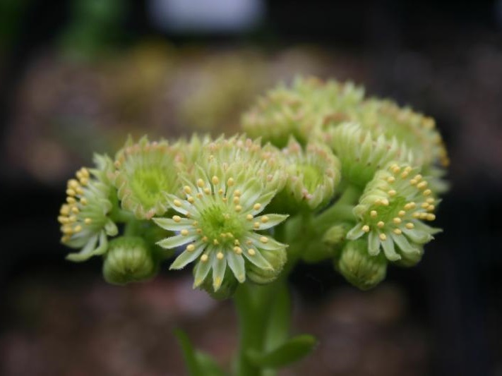 glabrifolium cf. from Mt. Aragac (Typ PH8008)