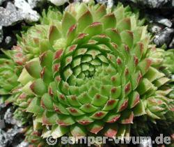 globiferum ssp. arenarium from Anras