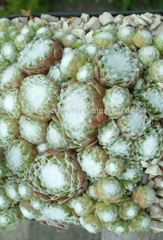Kannos Cobweb