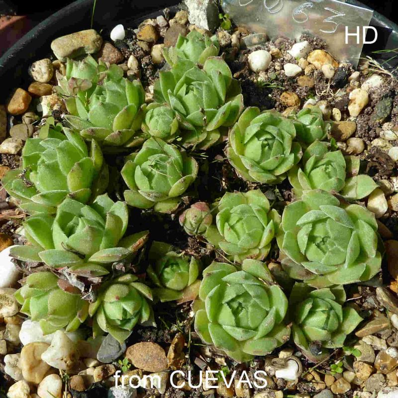 cantabricum ssp. cantabricum from Cuevas del Sil