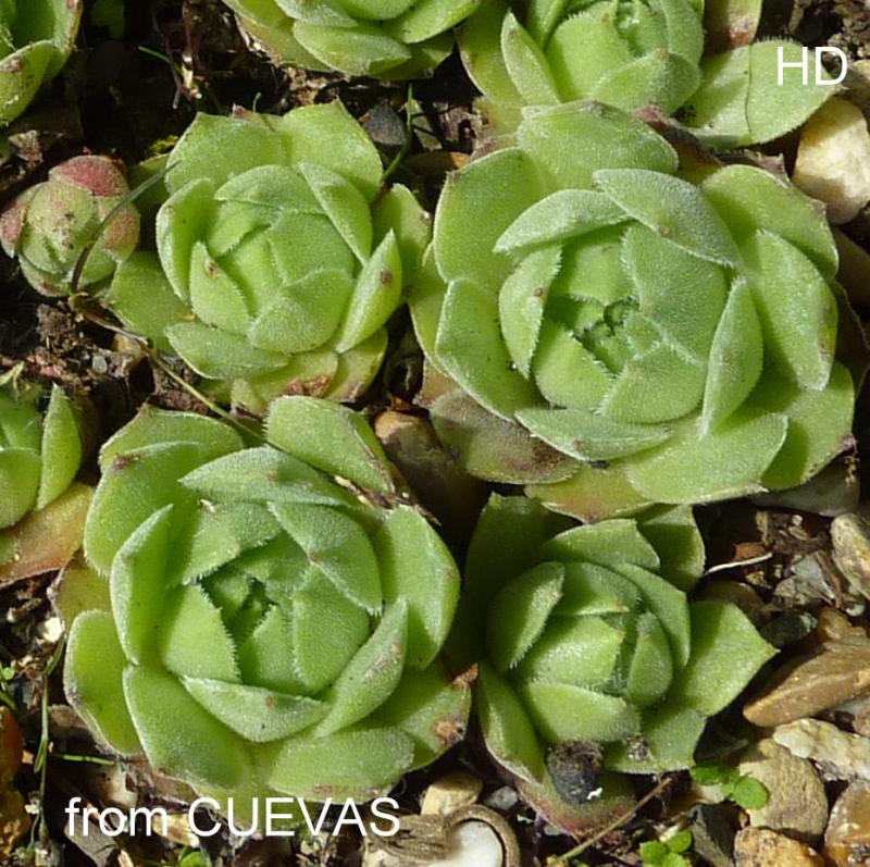 cantabricum ssp. cantabricum from Cuevas del Sil