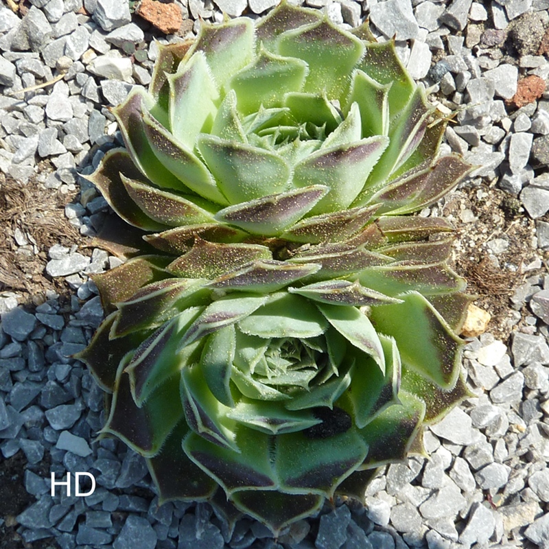 heuffelii from Skopje