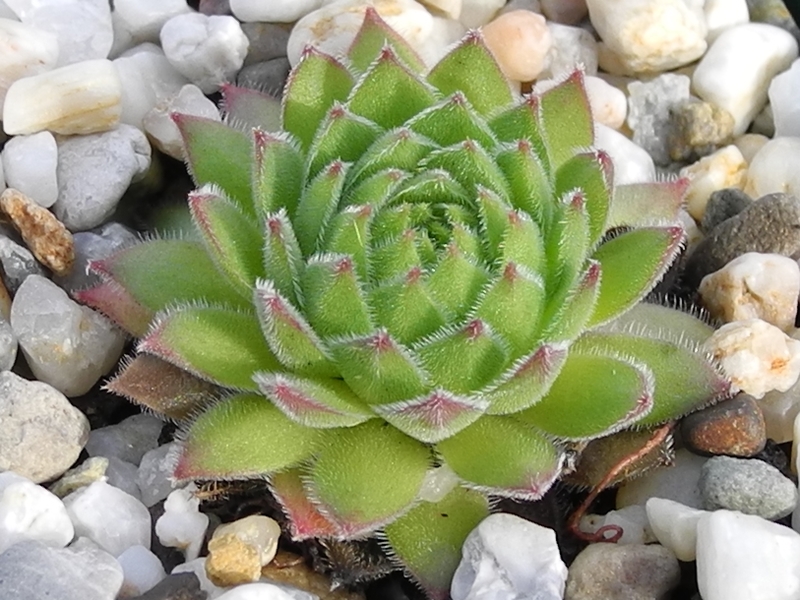 sp. from Popova Shapka