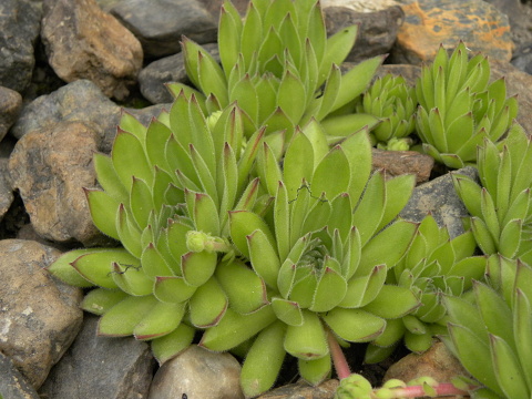 sp. from Popova Shapka