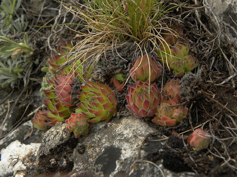 sp. from Popova Shapka