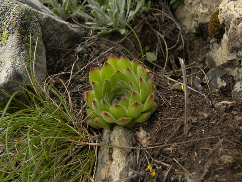sp. from Popova Shapka