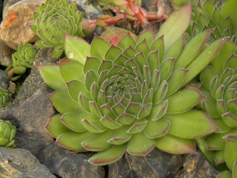 sp. from Popova Shapka