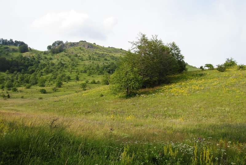 sp. from Sokolov vis