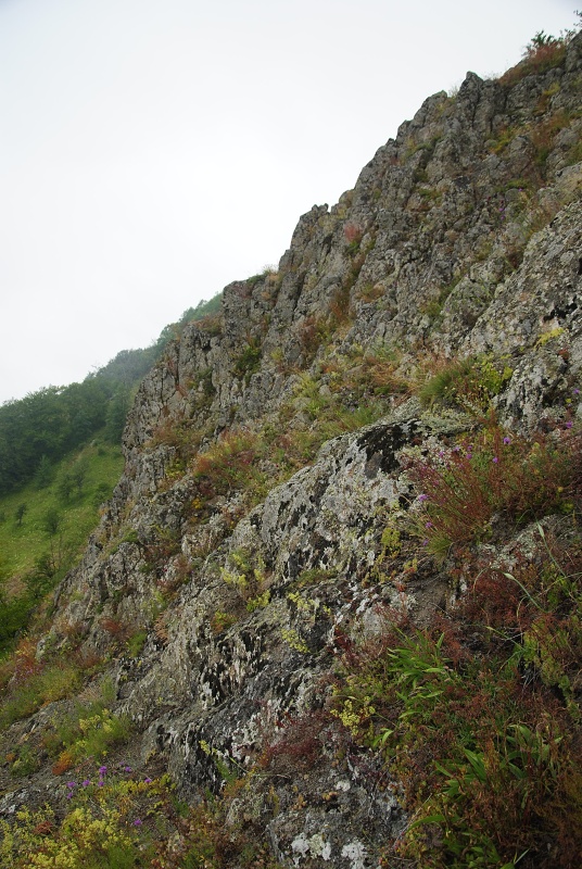 sp. from Sokolov vis